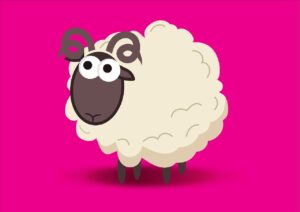 sheep for qurbani