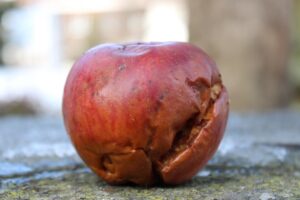 Rotten apple